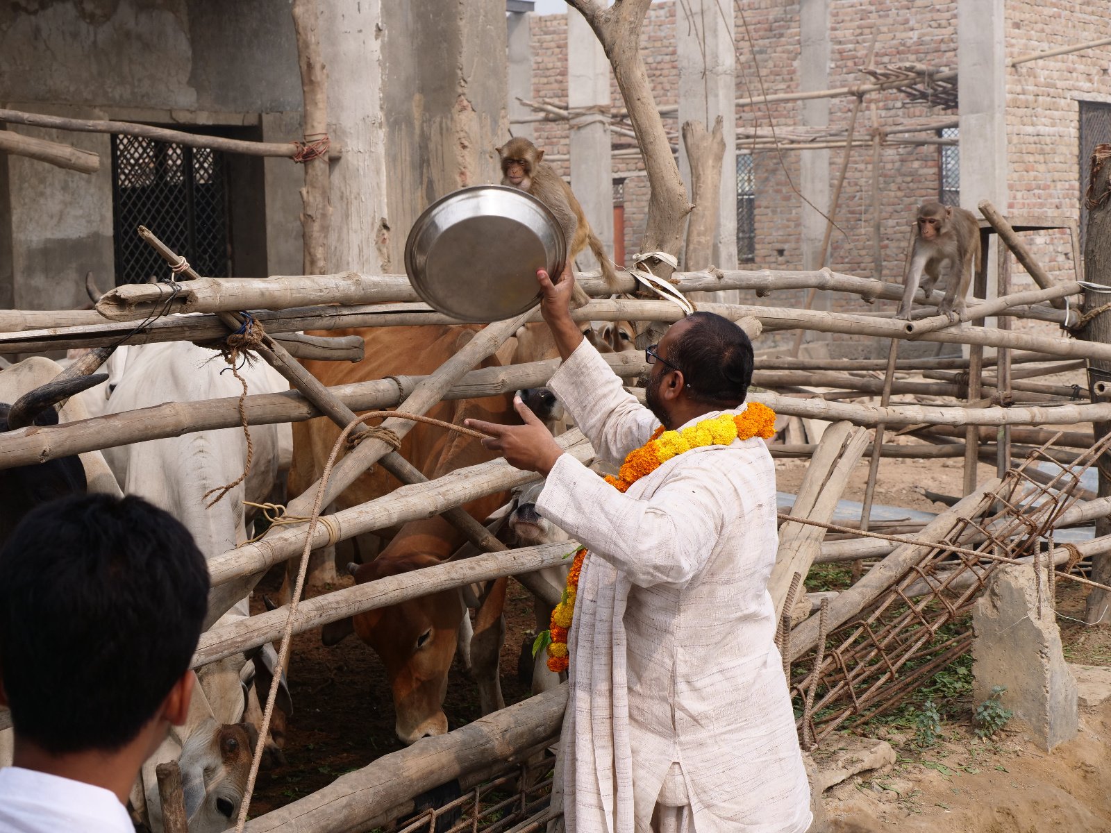  184 Gopashtami Radha kunda Govardhan 19.11.04
